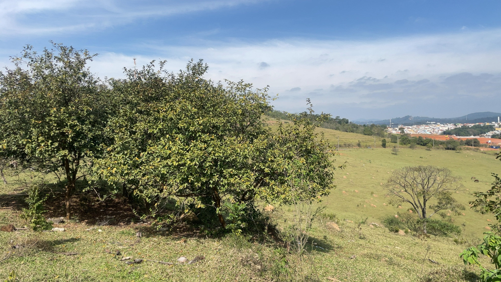 Gleba com vegetação arbórea isolada e pastagem